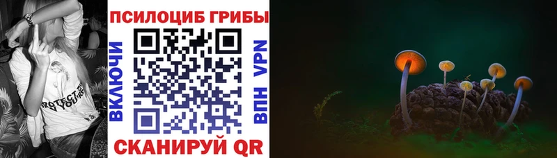 цена   Гатчина  Галлюциногенные грибы Psilocybe 